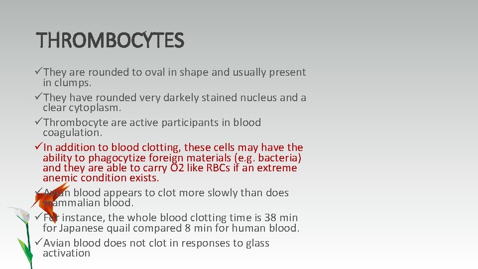 THROMBOCYTES üThey are rounded to oval in shape and usually present in clumps. üThey