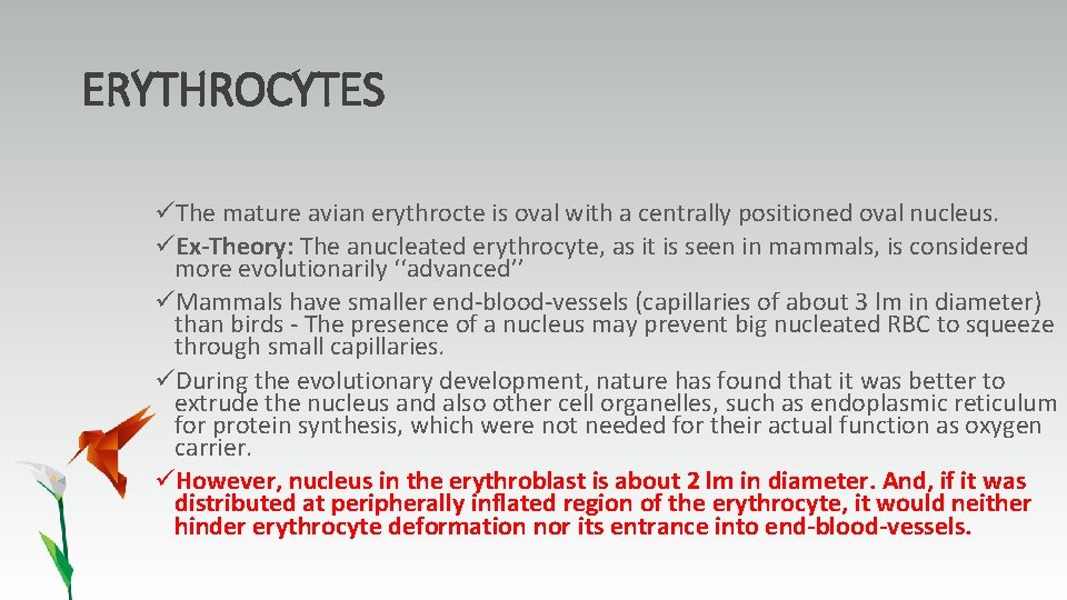 ERYTHROCYTES üThe mature avian erythrocte is oval with a centrally positioned oval nucleus. üEx-Theory: