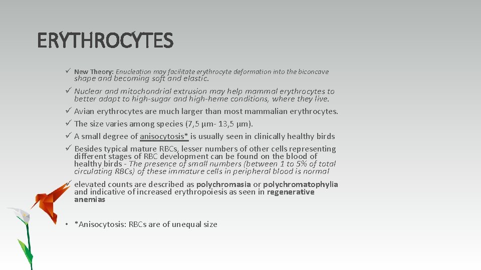 ERYTHROCYTES ü New Theory: Enucleation may facilitate erythrocyte deformation into the biconcave shape and
