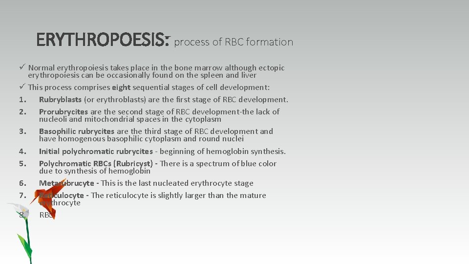 ERYTHROPOESIS: process of RBC formation ü Normal erythropoiesis takes place in the bone marrow
