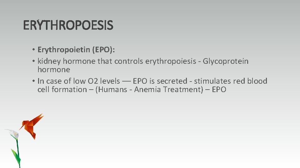 ERYTHROPOESIS • Erythropoietin (EPO): • kidney hormone that controls erythropoiesis - Glycoprotein hormone •