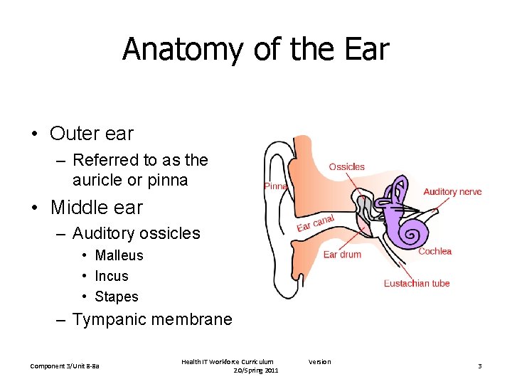 Anatomy of the Ear • Outer ear – Referred to as the auricle or