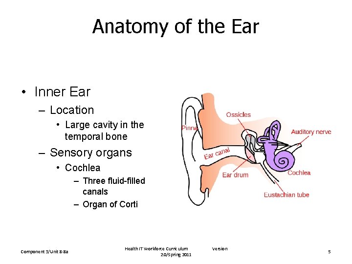 Anatomy of the Ear • Inner Ear – Location • Large cavity in the