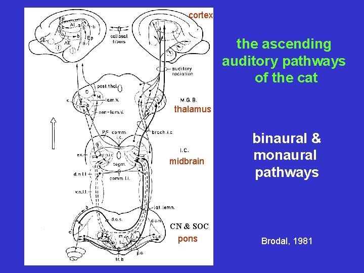 cortex the ascending auditory pathways of the cat thalamus midbrain binaural & monaural pathways