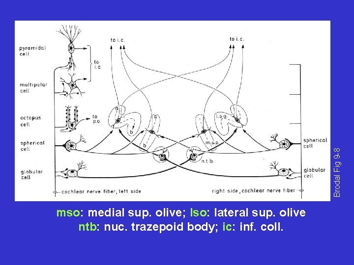 Brodal Fig 9 -8 mso: medial sup. olive; lso: lateral sup. olive ntb: nuc.