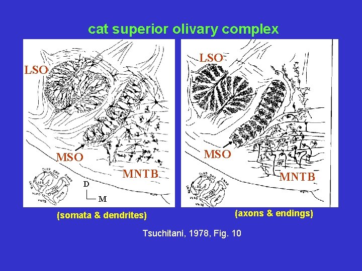 cat superior olivary complex LSO MSO MNTB D MNTB M (somata & dendrites) (axons