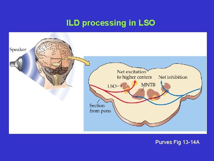 ILD processing in LSO Purves Fig 13 -14 A 