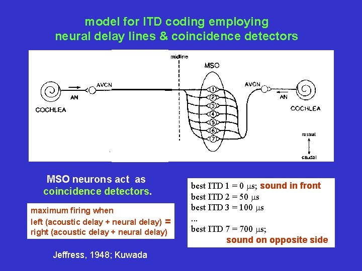 model for ITD coding employing neural delay lines & coincidence detectors MSO neurons act