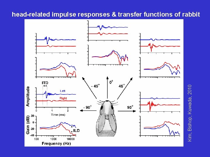 Kim, Bishop, Kuwada, 2010 head-related impulse responses & transfer functions of rabbit 