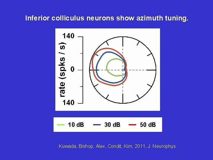 Inferior colliculus neurons show azimuth tuning. 10 d. B 30 d. B 50 d.