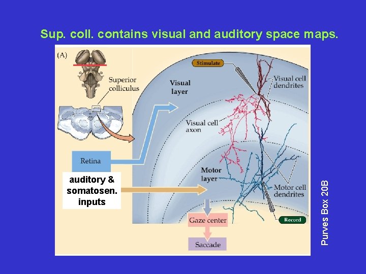 auditory & somatosen. inputs Purves Box 20 B Sup. coll. contains visual and auditory