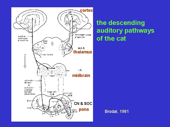 cortex the descending auditory pathways of the cat thalamus midbrain CN & SOC pons