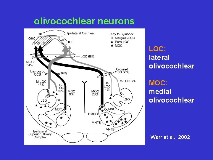 olivocochlear neurons LOC: lateral olivocochlear MOC: medial olivocochlear Warr et al. , 2002 
