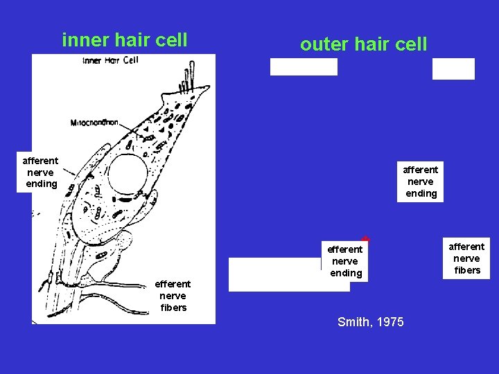 inner hair cell outer hair cell afferent nerve ending * * efferent nerve ending