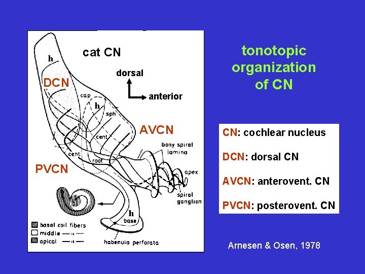 h cat CN dorsal DCN anterior h AVCN tonotopic organization of CN CN: cochlear