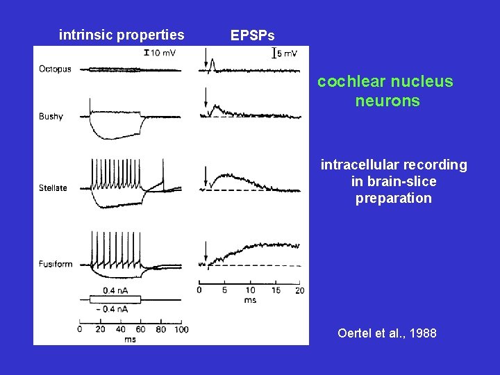 intrinsic properties EPSPs cochlear nucleus neurons intracellular recording in brain-slice preparation Oertel et al.