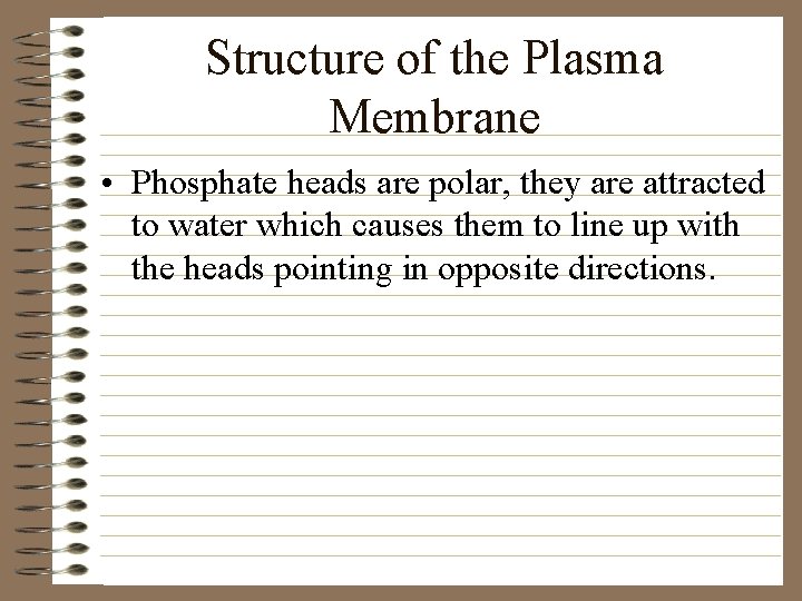 Structure of the Plasma Membrane • Phosphate heads are polar, they are attracted to