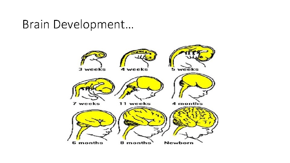 Brain Development… 