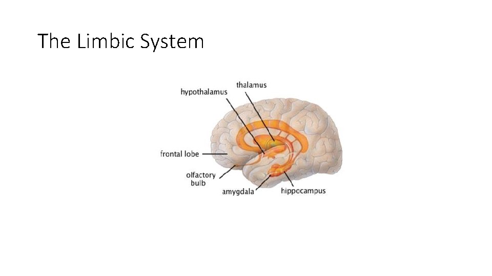 The Limbic System 