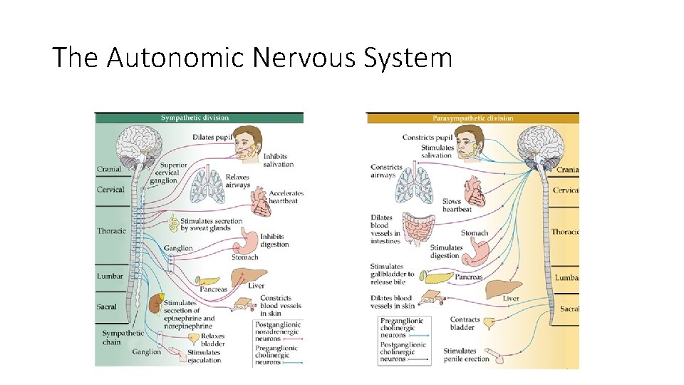 The Autonomic Nervous System 