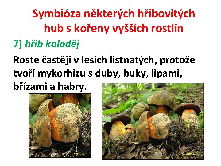 Symbióza některých hřibovitých hub s kořeny vyšších rostlin 7) hřib koloděj Roste častěji v