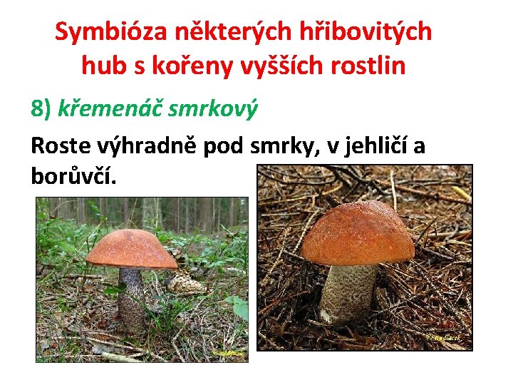 Symbióza některých hřibovitých hub s kořeny vyšších rostlin 8) křemenáč smrkový Roste výhradně pod