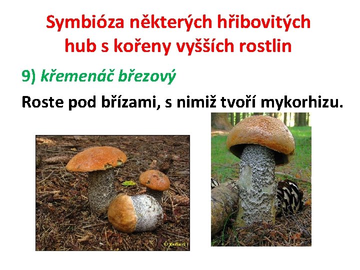 Symbióza některých hřibovitých hub s kořeny vyšších rostlin 9) křemenáč březový Roste pod břízami,