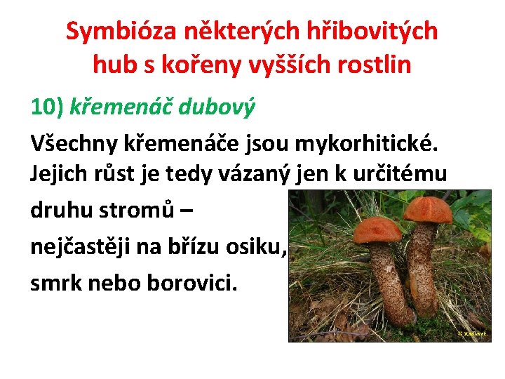 Symbióza některých hřibovitých hub s kořeny vyšších rostlin 10) křemenáč dubový Všechny křemenáče jsou