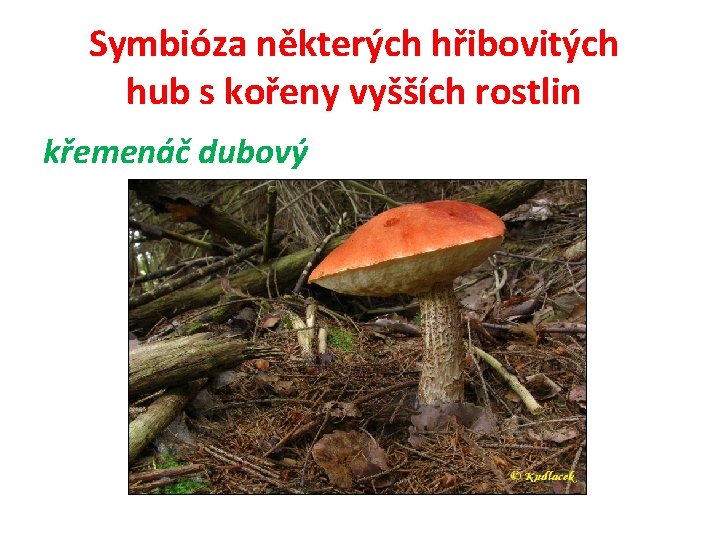 Symbióza některých hřibovitých hub s kořeny vyšších rostlin křemenáč dubový 