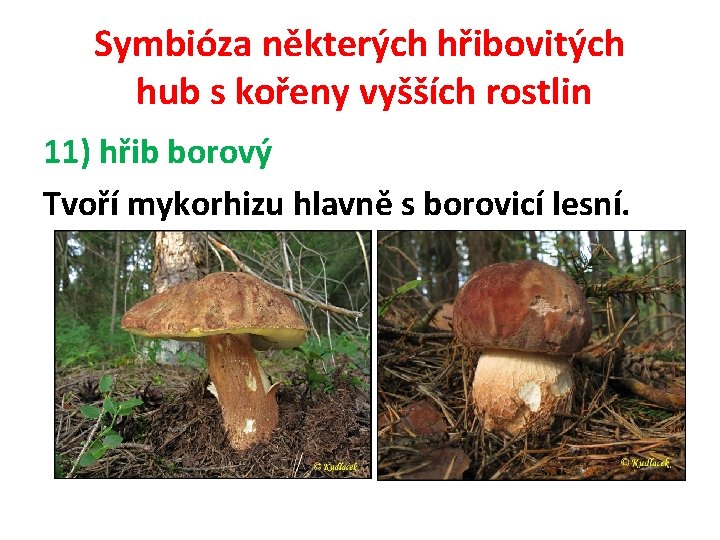 Symbióza některých hřibovitých hub s kořeny vyšších rostlin 11) hřib borový Tvoří mykorhizu hlavně