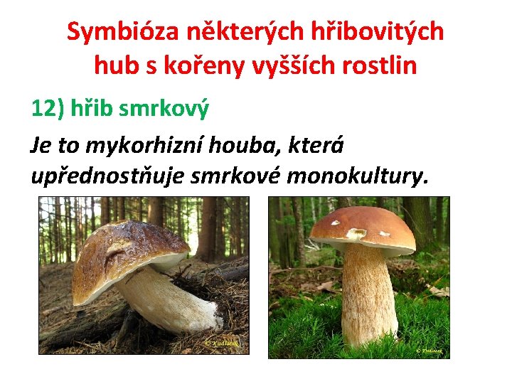 Symbióza některých hřibovitých hub s kořeny vyšších rostlin 12) hřib smrkový Je to mykorhizní