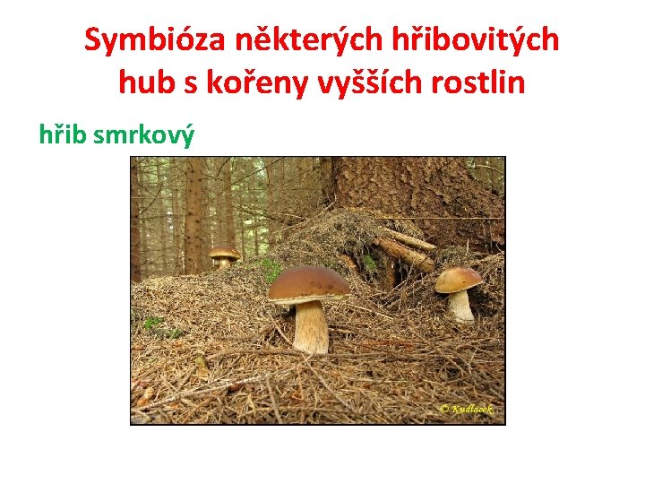 Symbióza některých hřibovitých hub s kořeny vyšších rostlin hřib smrkový 