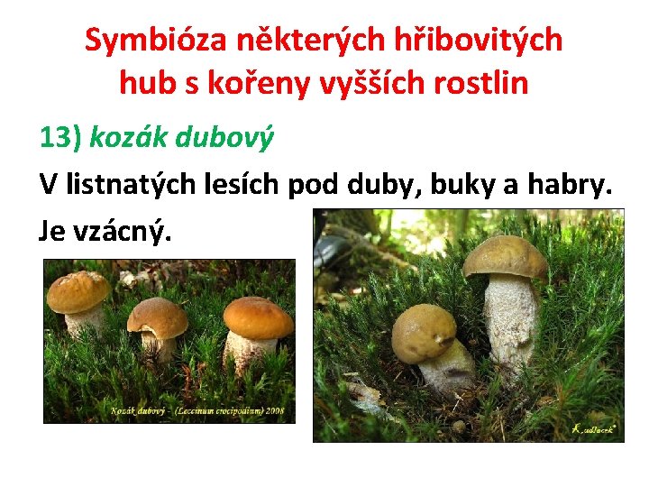 Symbióza některých hřibovitých hub s kořeny vyšších rostlin 13) kozák dubový V listnatých lesích