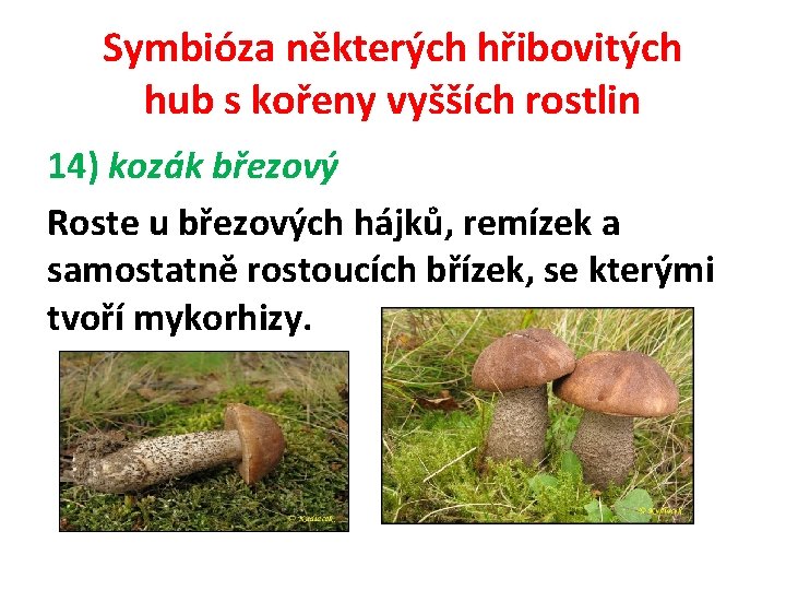 Symbióza některých hřibovitých hub s kořeny vyšších rostlin 14) kozák březový Roste u březových