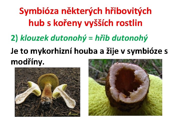 Symbióza některých hřibovitých hub s kořeny vyšších rostlin 2) klouzek dutonohý = hřib dutonohý