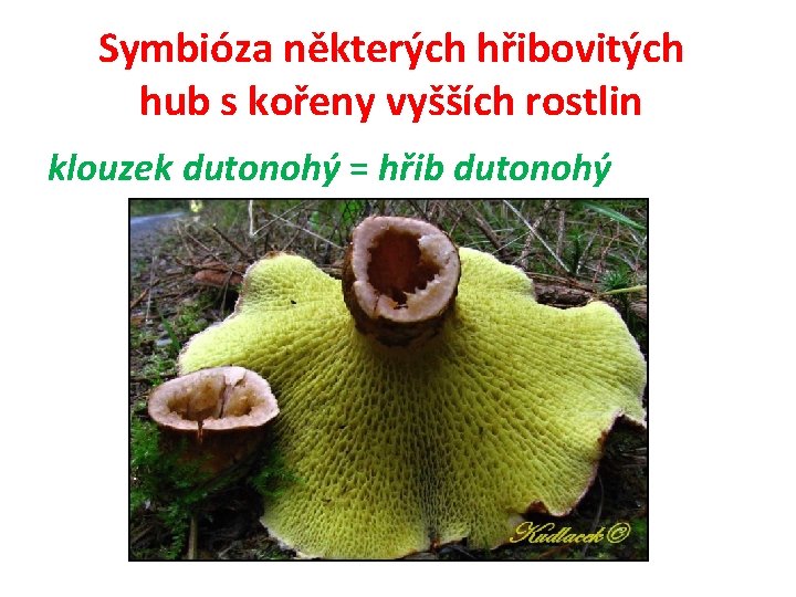 Symbióza některých hřibovitých hub s kořeny vyšších rostlin klouzek dutonohý = hřib dutonohý 