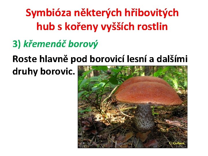 Symbióza některých hřibovitých hub s kořeny vyšších rostlin 3) křemenáč borový Roste hlavně pod