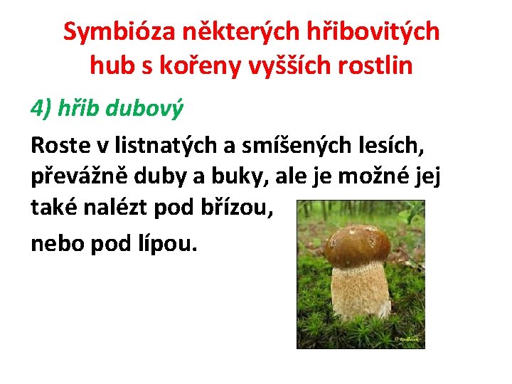 Symbióza některých hřibovitých hub s kořeny vyšších rostlin 4) hřib dubový Roste v listnatých