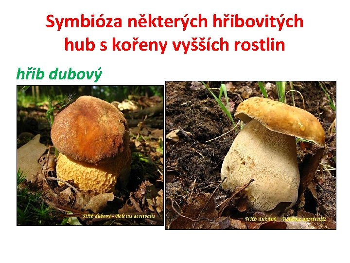 Symbióza některých hřibovitých hub s kořeny vyšších rostlin hřib dubový 