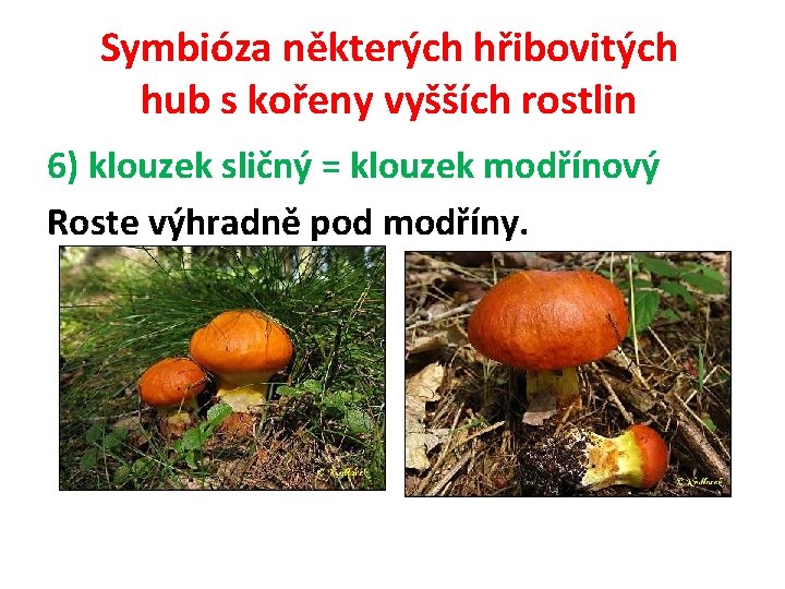 Symbióza některých hřibovitých hub s kořeny vyšších rostlin 6) klouzek sličný = klouzek modřínový