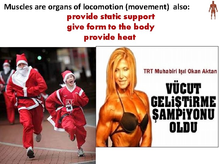 Muscles are organs of locomotion (movement) also: provide static support give form to the