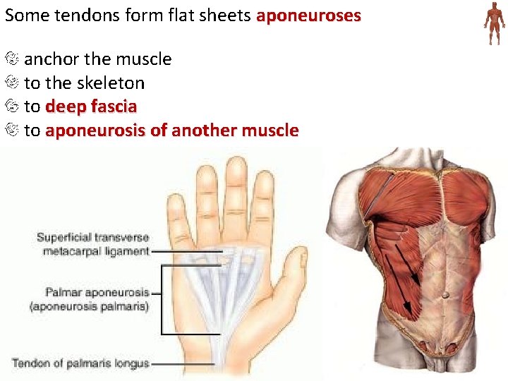 Some tendons form flat sheets aponeuroses anchor the muscle to the skeleton to deep