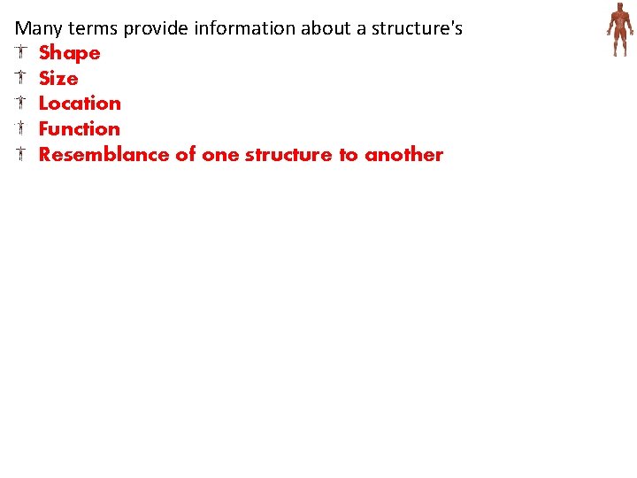 Many terms provide information about a structure's Shape Size Location Function Resemblance of one