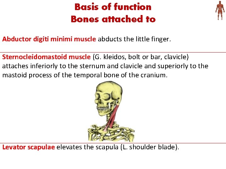 Basis of function Bones attached to Abductor digiti minimi muscle abducts the little finger.