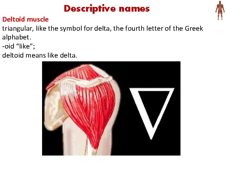 Descriptive names Deltoid muscle triangular, like the symbol for delta, the fourth letter of