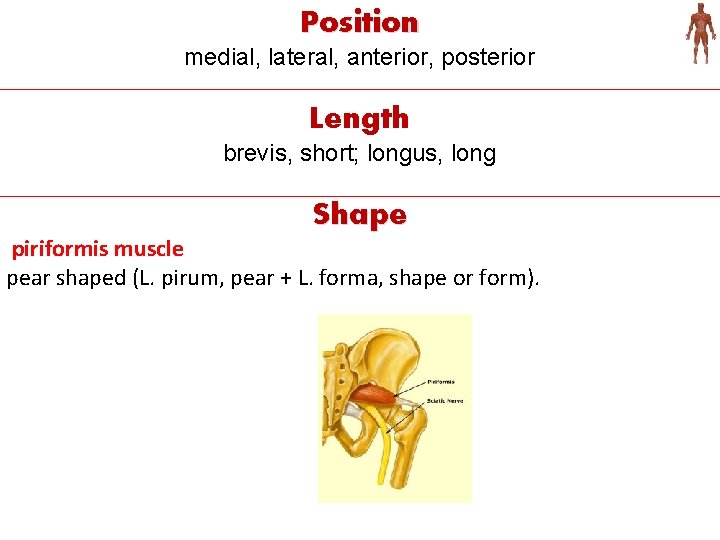 Position medial, lateral, anterior, posterior Length brevis, short; longus, long Shape piriformis muscle pear