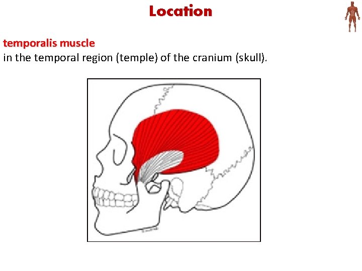 Location temporalis muscle in the temporal region (temple) of the cranium (skull). 