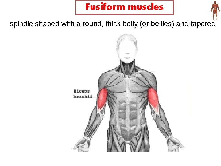 Fusiform muscles spindle shaped with a round, thick belly (or bellies) and tapered ends