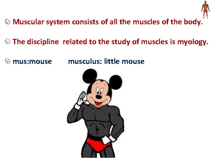 Muscular system consists of all the muscles of the body. The discipline related to