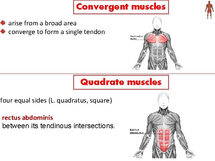 Convergent muscles arise from a broad area converge to form a single tendon Quadrate